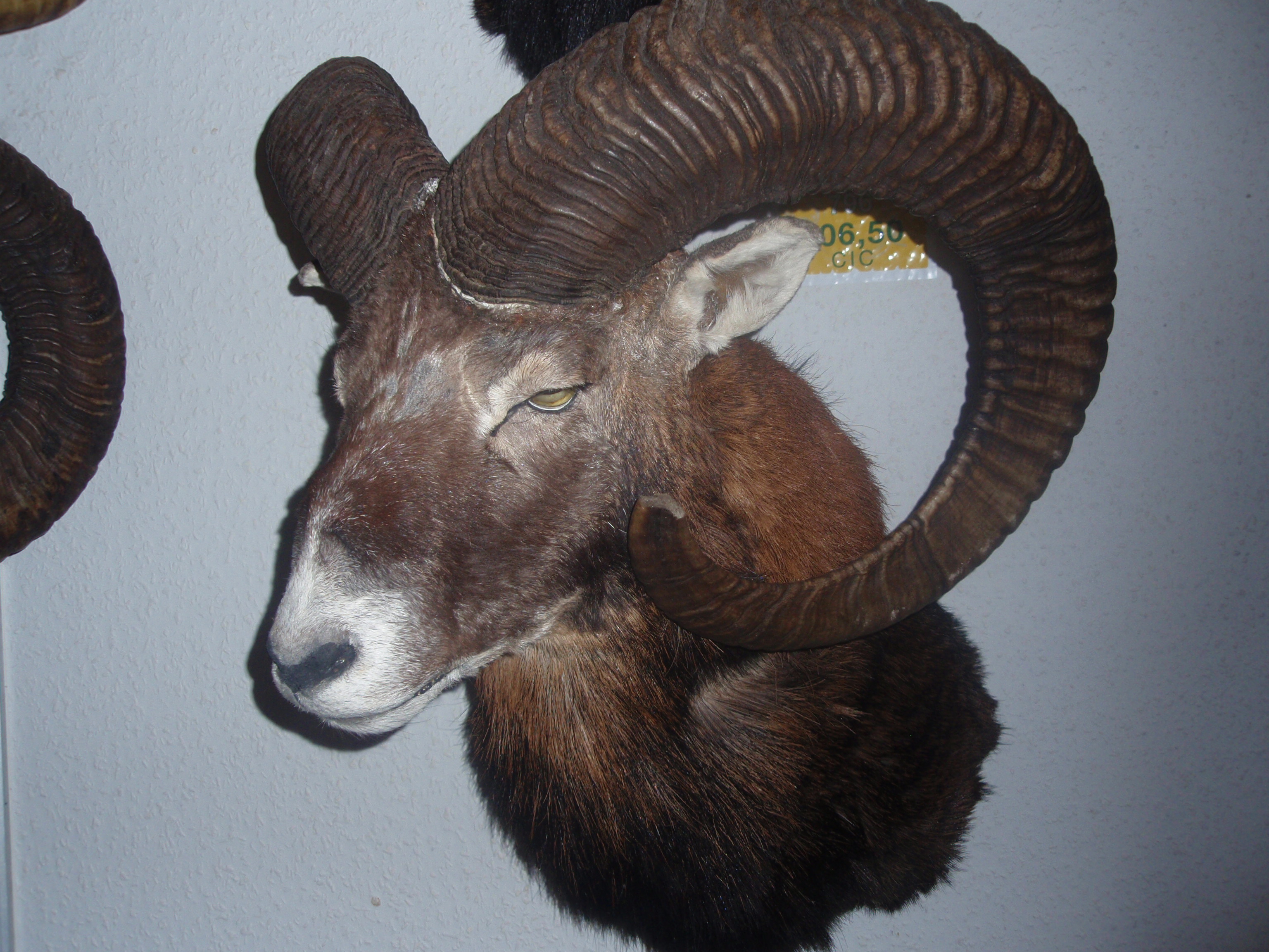 Lisá 172.jpg